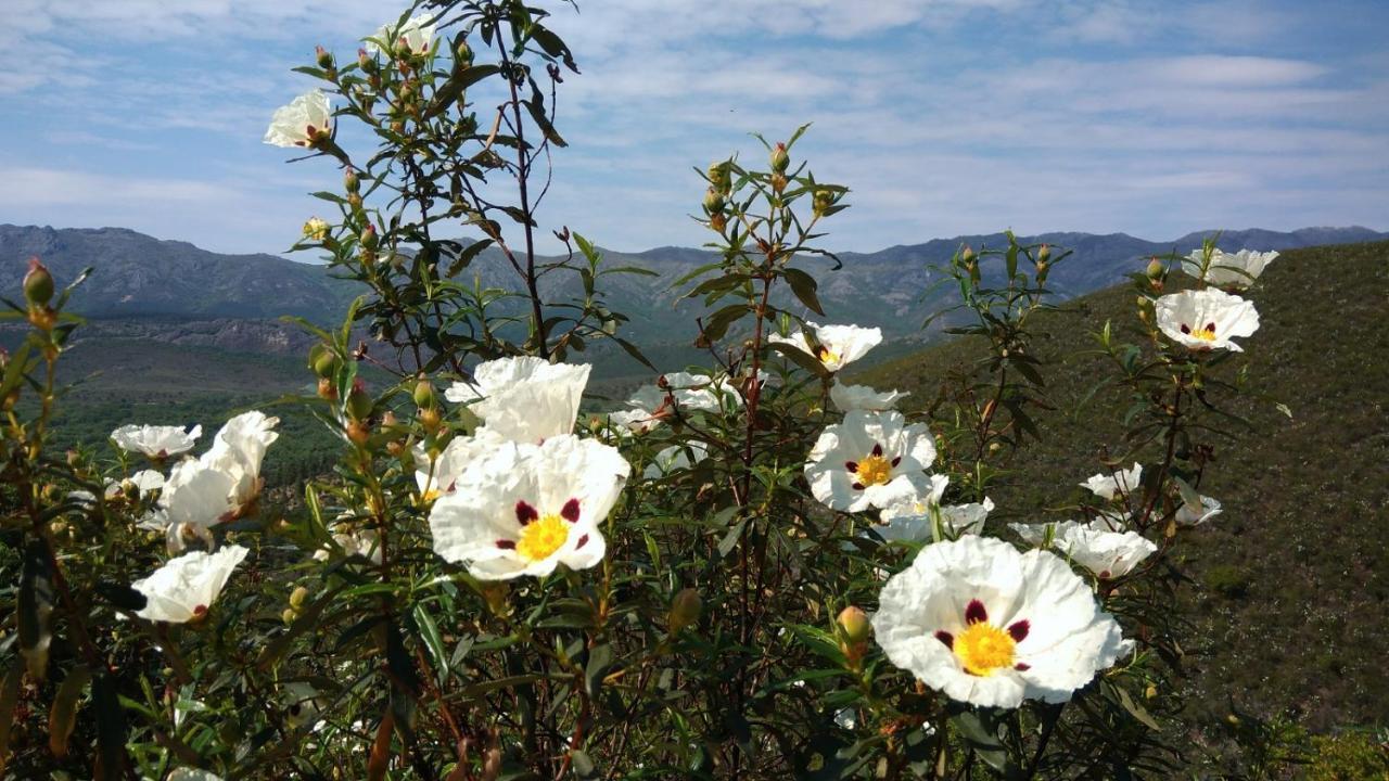 Navatrasierra Casa Rural La Colmena Del Geoparque מראה חיצוני תמונה