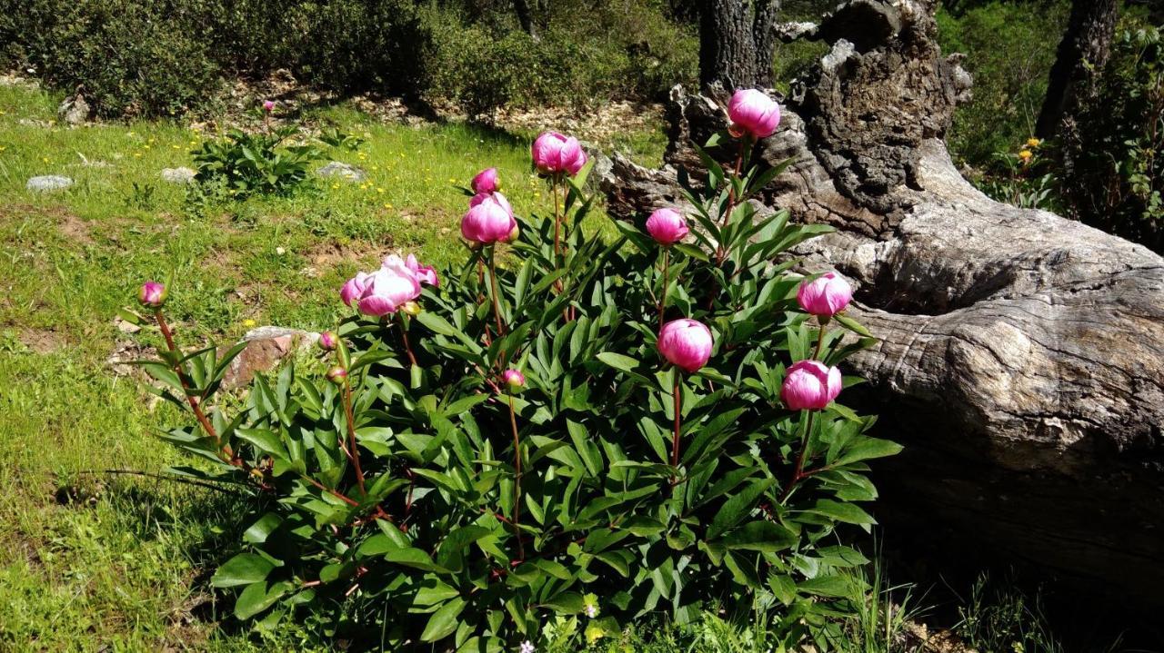 Navatrasierra Casa Rural La Colmena Del Geoparque מראה חיצוני תמונה